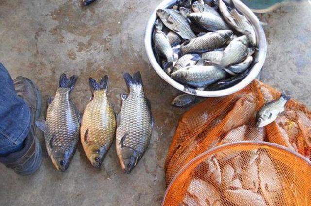 特效鲫鱼饵料，比钓鱼小药还好用