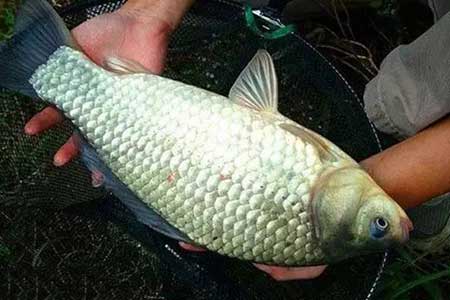 野钓鲫鱼的特效小药