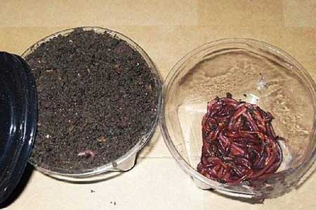 钓鱼油类小药有哪些配方