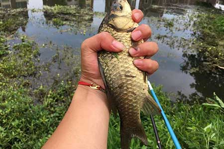 新手如何开饵料加钓鱼小药的方法