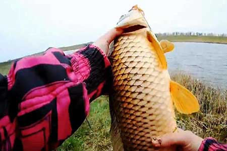 野钓使用小药打窝快速诱鱼的方法