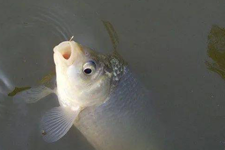 dmpt过量死窝的原因